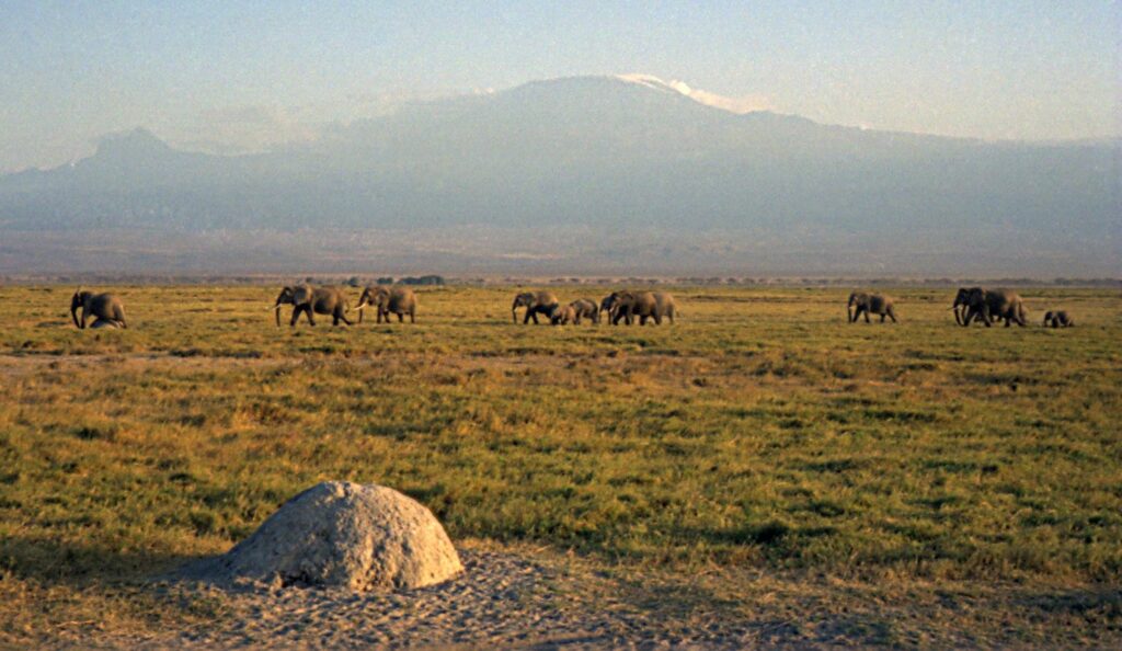 Plaine d’Amboseli et Kilimandjaro, décor de David Yarrow