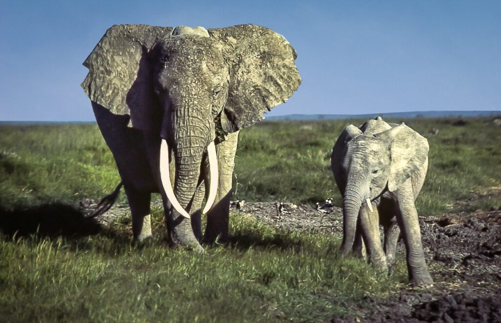 Éléphant d’Afrique à Amboseli, paysage de la photographie de David Yarrow