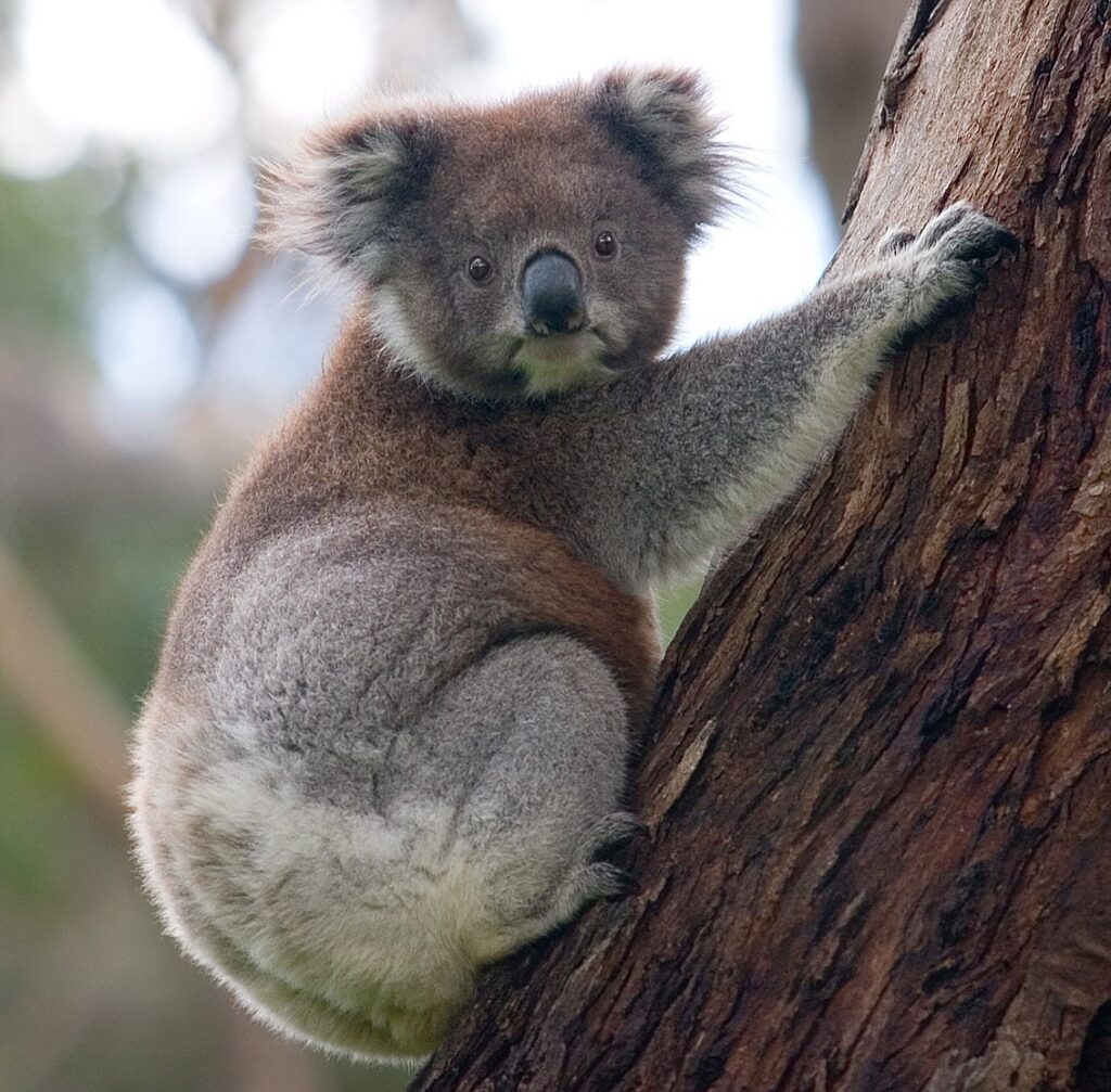 Koala dans un arbre, campagne KoalaComeback de David Yarrow