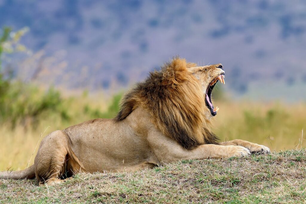 Lion mâle, sujet emblématique de la photographie animalière de David Yarrow