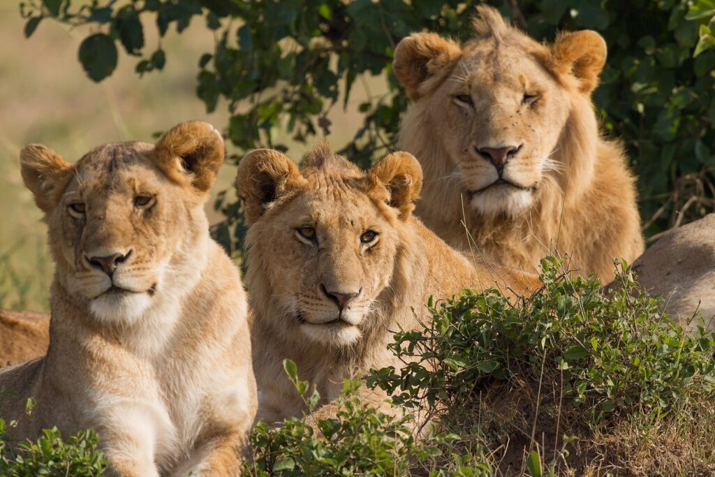 Famille de lions au Masai Mara, photographie animalière à la David Yarrow