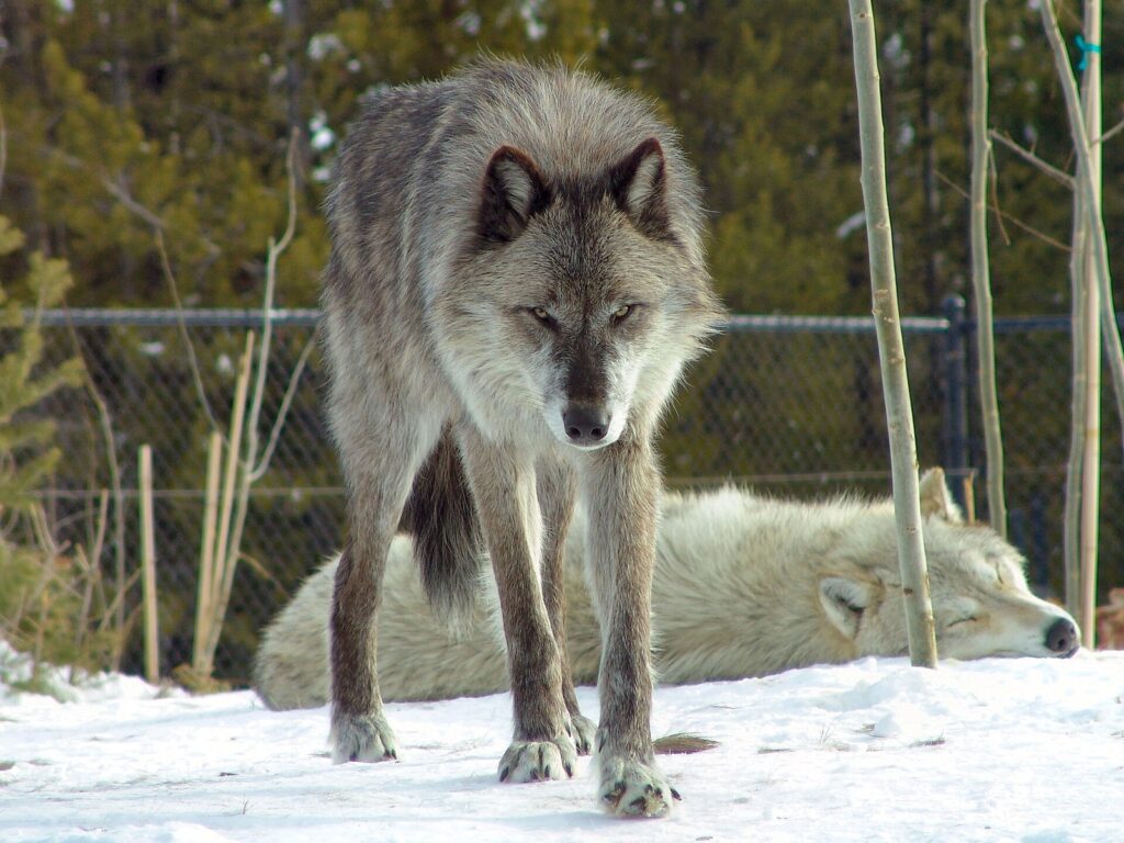 Loup gris dans la neige, animal des mises en scène de David Yarrow