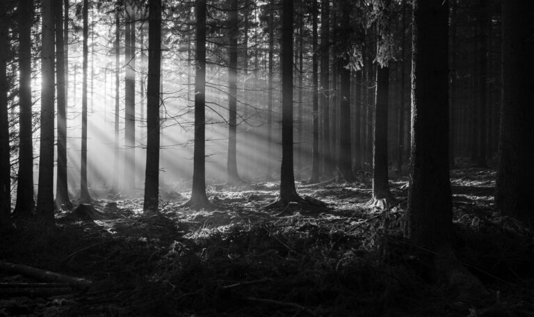 5 retouches de base pour sublimer une photo