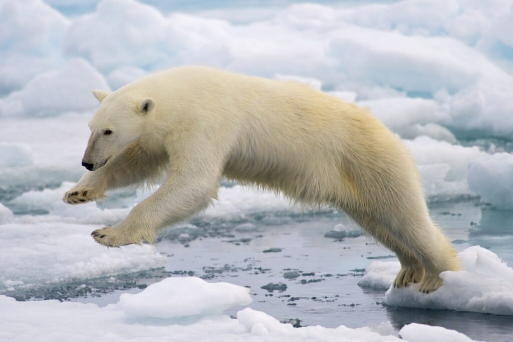 Ours polaire sur la banquise, sujet de 78 Degrees North de David Yarrow