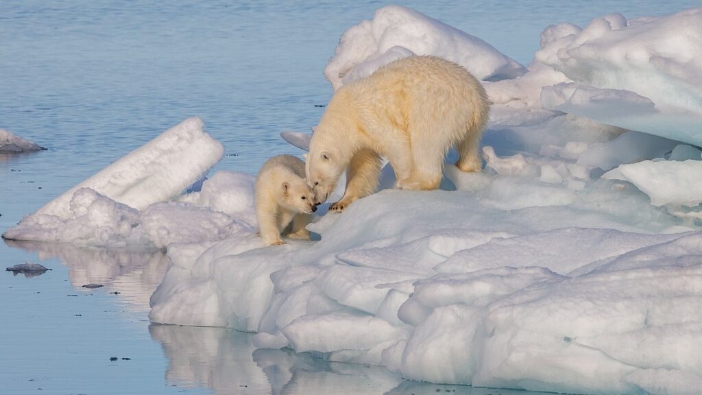 Ourse polaire et ourson au Svalbard, terrain de David Yarrow