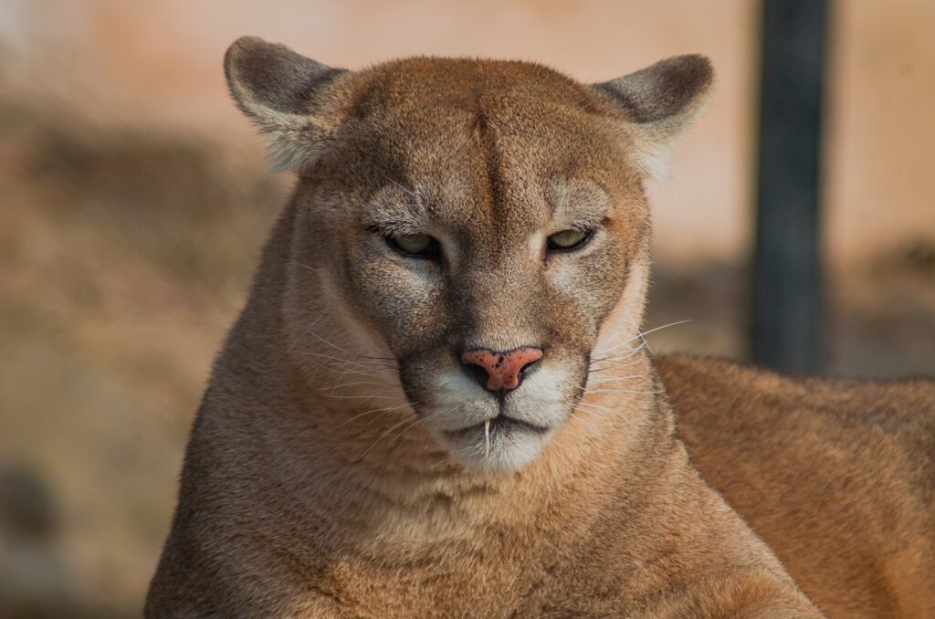 Portrait de puma, félin des séances de David Yarrow