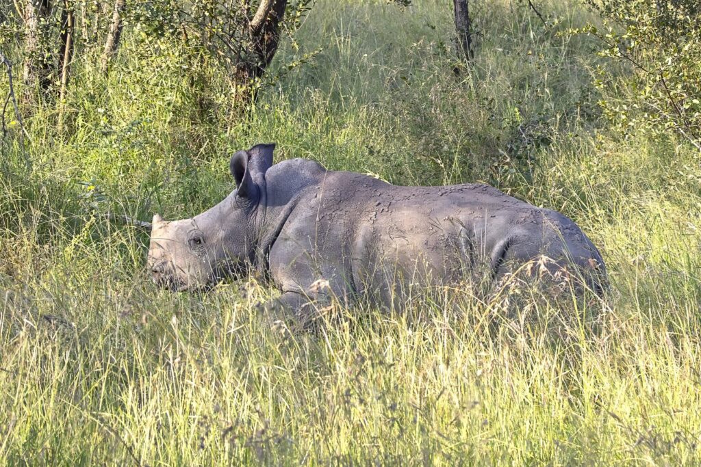 Rhinocéros blanc, espèce menacée défendue par David Yarrow